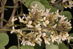 Dalbergia paniculata